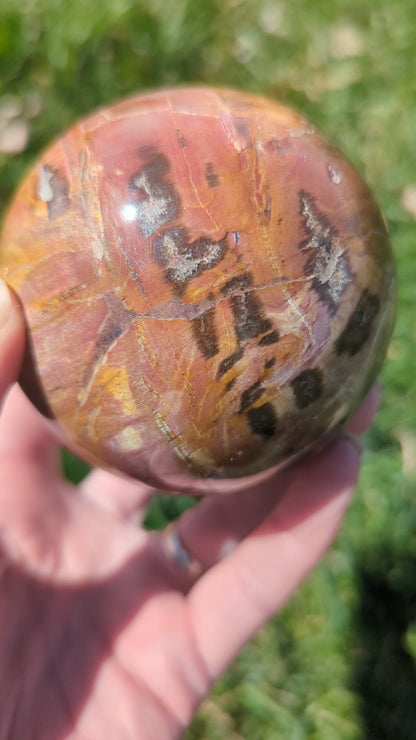 Petrified wood sphere